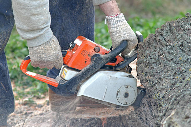 Best Storm Damage Tree Cleanup  in USA